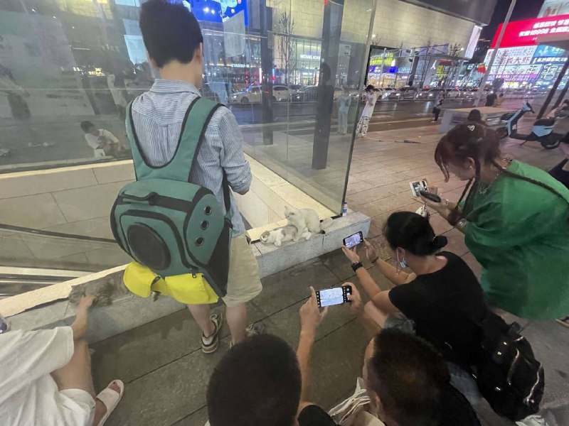 猫：你们礼貌吗？